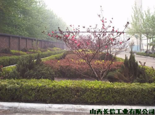 生机盎然的红��q���? width=